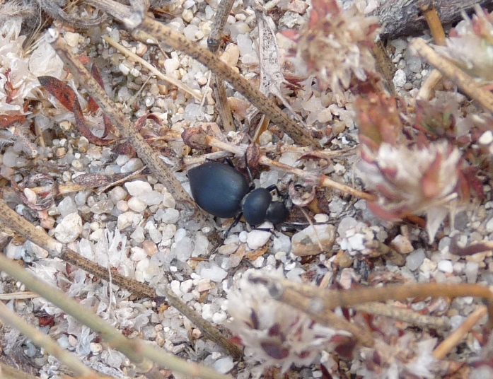 Piccolo Tenebrionidae: Pachychila e Tentyria ramburi